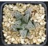 Haworthia 'QUEEN MARILYN'