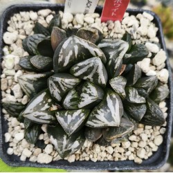 HW205 Haworthia 'BLACK WHITE' 'HUKO'