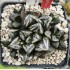 HW205 Haworthia 'BLACK WHITE' 'HUKO'