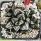 HW205 Haworthia 'BLACK WHITE' 'HUKO'