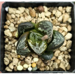 HW205 Haworthia 'BLACK WHITE' 'HUKO'