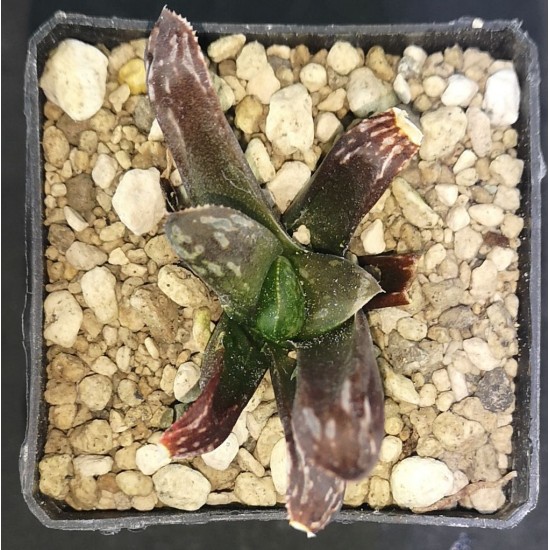 HW205 Haworthia 'BLACK WHITE' 'HUKO'