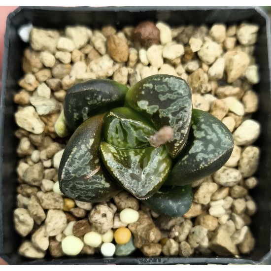 HW205 Haworthia 'BLACK WHITE' 'HUKO'