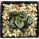 HW205 Haworthia 'BLACK WHITE' 'HUKO'