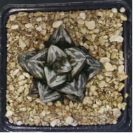 HW205 Haworthia 'BLACK WHITE' 'HUKO'