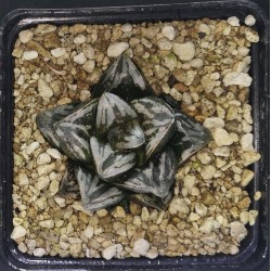 HW205 Haworthia 'BLACK WHITE' 'HUKO'