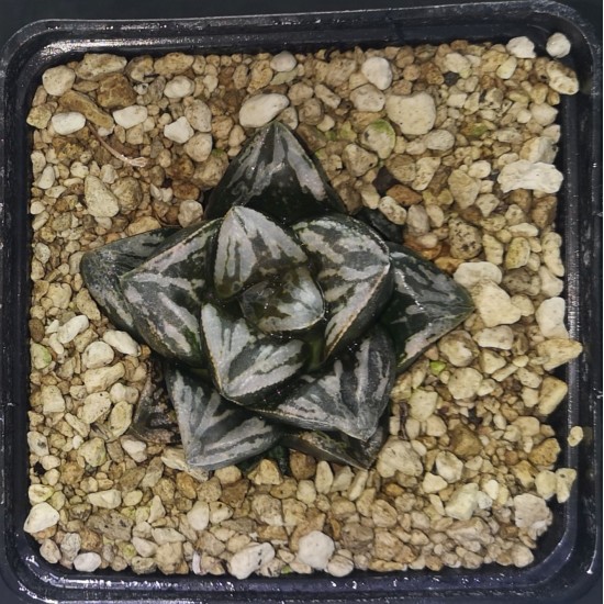 HW205 Haworthia 'BLACK WHITE' 'HUKO'