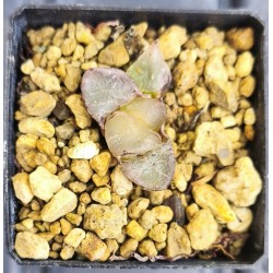Haworthia 'ICE QUEEN'