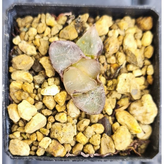Haworthia 'ICE QUEEN' Haworthia 'ICE QUEEN'