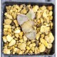 Haworthia 'ICE QUEEN' Haworthia 'ICE QUEEN'