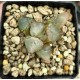 Haworthia 'ICE QUEEN'