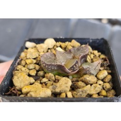 Haworthia 'ICE QUEEN'