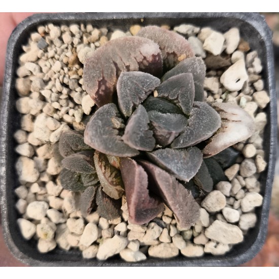 Haworthia 'HYOUJOU NO MAI'