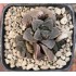 Haworthia 'HYOUJOU NO MAI'