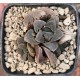 Haworthia 'HYOUJOU NO MAI'
