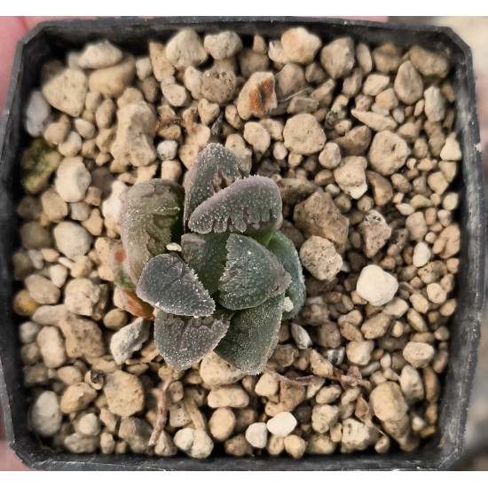 Haworthia 'HYOUJOU NO MAI'