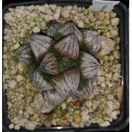 Haworthia 'SONATA'