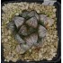 Haworthia 'SONATA'
