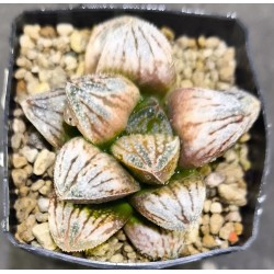 Haworthia 'SONATA'