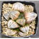 Haworthia 'SONATA'