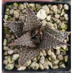 Haworthia tesellata 'RED LEAVES'