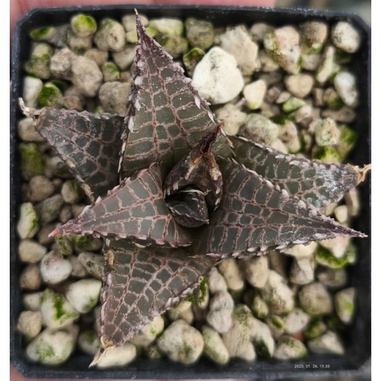 Haworthia tesellata 'RED LEAVES'