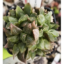 Haworthia 'WHITE GUARD'