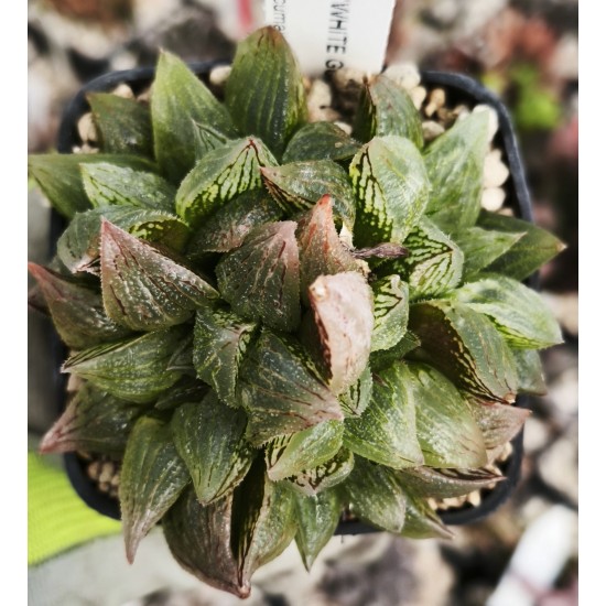 Haworthia 'WHITE GUARD'