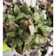 Haworthia 'WHITE GUARD'