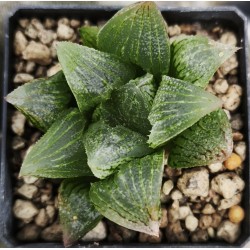 Haworthia 'WHITE GUARD'