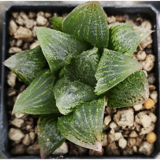 Haworthia 'WHITE GUARD'