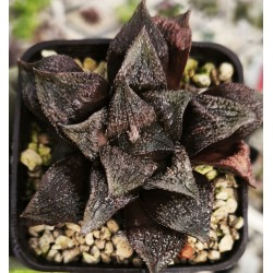 Haworthia 'CHOCOLATE'