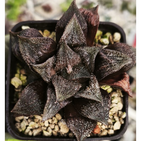 Haworthia 'CHOCOLATE'