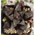 Haworthia 'CHOCOLATE'