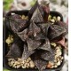 Haworthia 'CHOCOLATE'