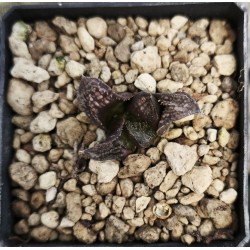 Haworthia 'CHOCOLATE'