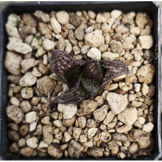 Haworthia 'CHOCOLATE'