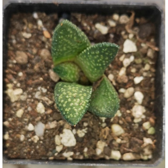 Haworthia 'bruynsii x maxima', offset, rarely offered!