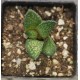 Haworthia 'bruynsii x maxima', offset, rarely offered!