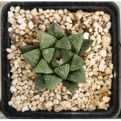 Haworthia 'GREEN ICE' hybrid
