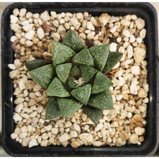 Haworthia 'GREEN ICE' hybrid