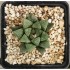 Haworthia 'GREEN ICE' hybrid
