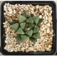 Haworthia 'GREEN ICE' hybrid