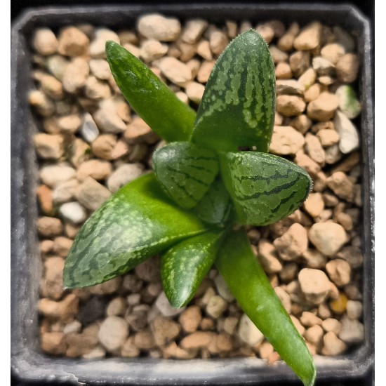 Haworthia 'GREEN ICE' hybrid