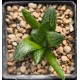 Haworthia 'GREEN ICE' hybrid