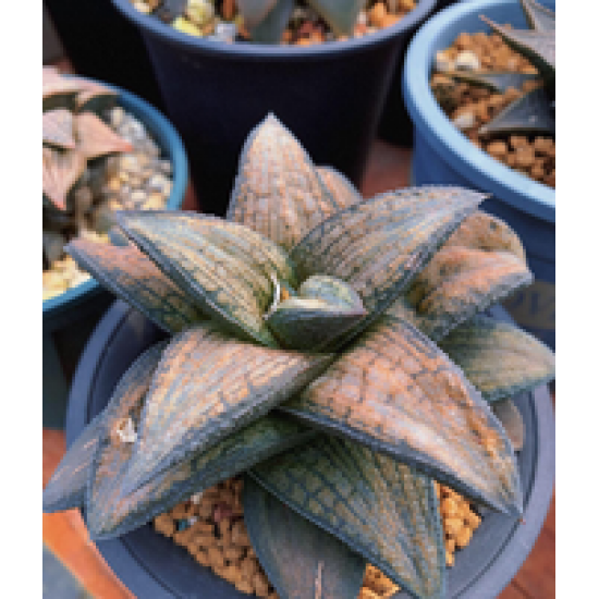 Koelmaniorum hybrid, brown pattern Koelmaniorum hybrid, brown pattern
