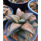 Koelmaniorum hybrid, brown pattern Koelmaniorum hybrid, brown pattern