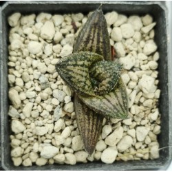 Koelmaniorum hybrid, brown pattern