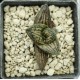 Koelmaniorum hybrid, brown pattern Koelmaniorum hybrid, brown pattern