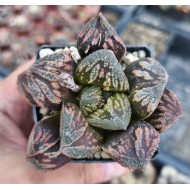 Haworthia 'SPLENDID', Renny Wong hybrid